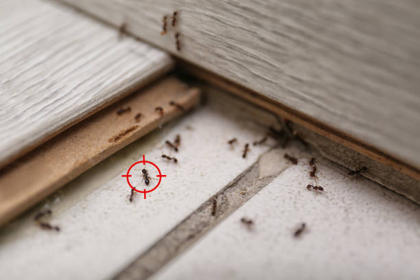 Best Local Pest Control Services  in Farragut, TN